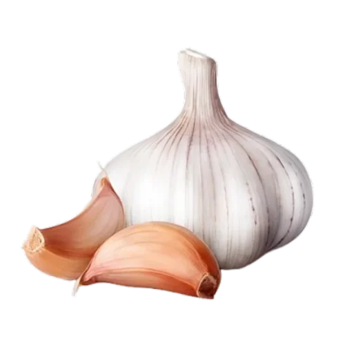 Garlic